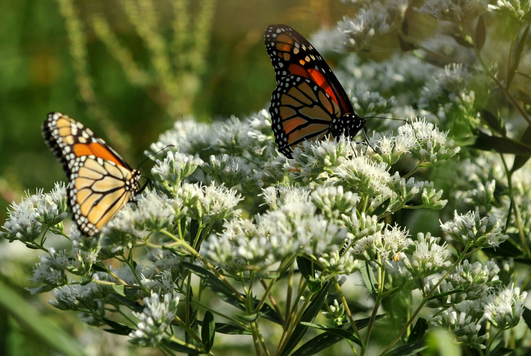 Davenport Fairmount Cemetery prairie